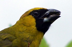 Black-faced Grosbeak (Caryothraustes poliogaster) face.jpg