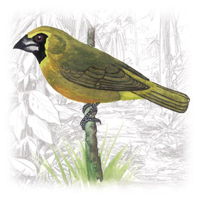 482 - Yellow-green Grosbeak (Caryothraustes canadensis).jpg