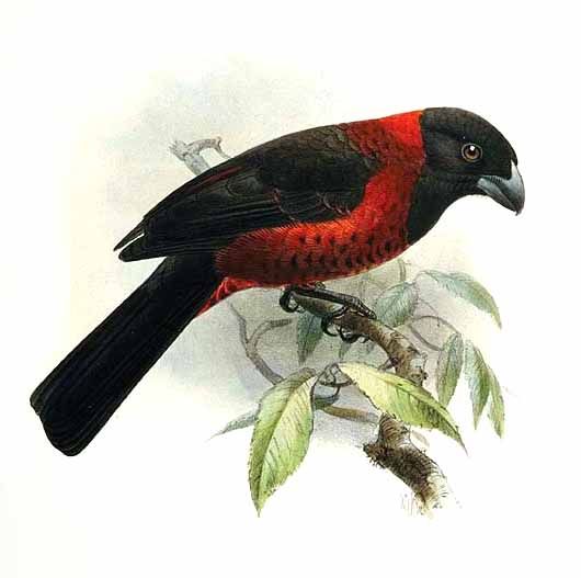 cardinal a collier jgke 0g-Crimson-collared Grosbeak (Rhodothraupis celaeno).jpg