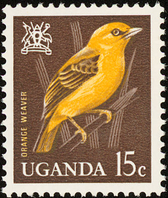 uga196505l-Orange Weaver (Ploceus aurantius).jpg