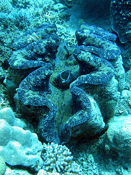 Giant Clam (Tridacna gigas), Taklobo.jpg