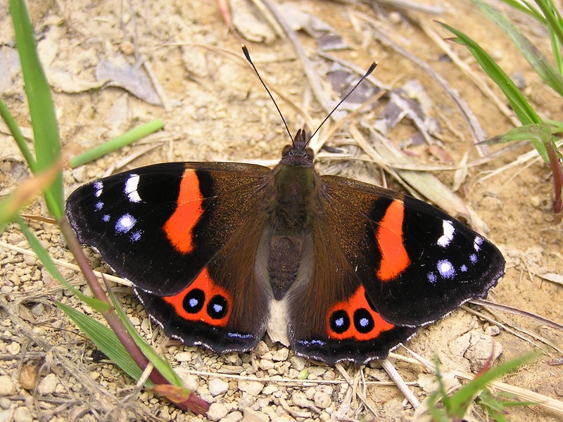 NZ Red Admiral Butterfly (Vanessa gonerilla).jpg
