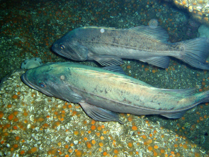 Bocaccio Rockfish (Sebastes paucispinis).jpg