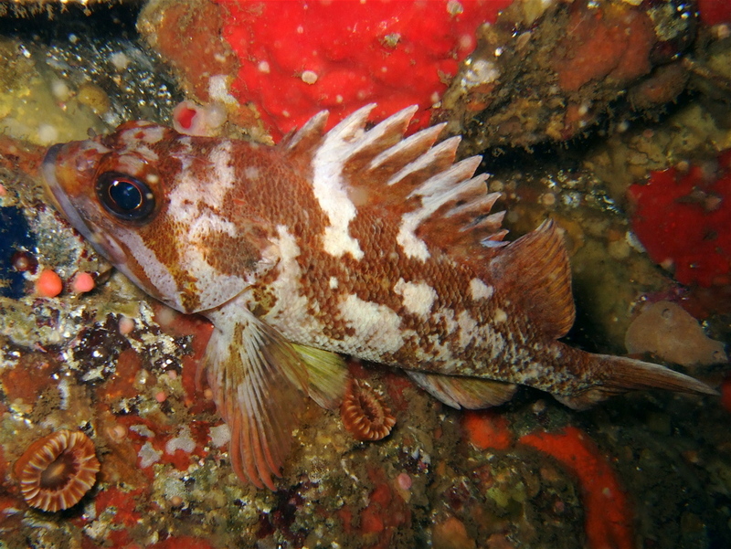 Copper Rockfish (sebastes caurinus).jpg