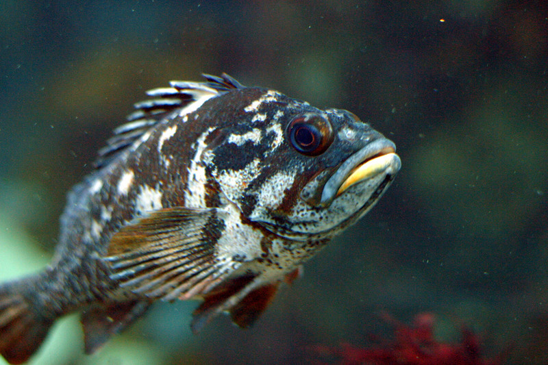 Gopher Rockfish (Sebastes carnatus).jpg
