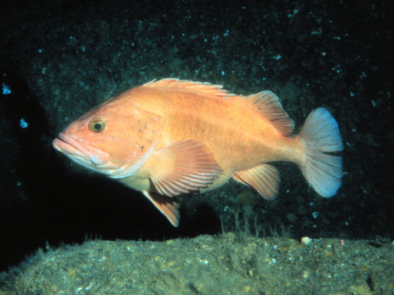 Yelloweye rockfish, Sebastes ruberrimus 1.jpg