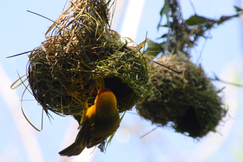 Taveta Golden-weaver (Ploceus castaneiceps) nest.jpg