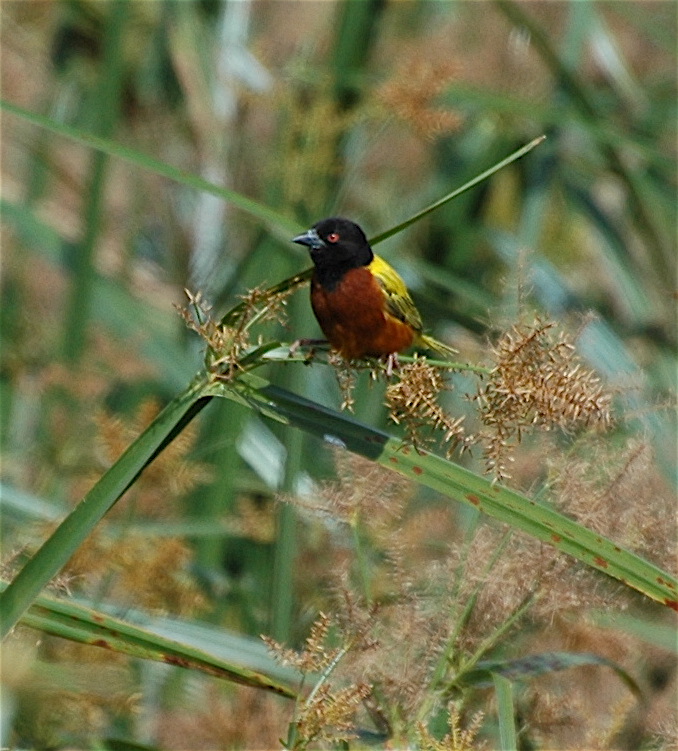 Golden-backed Weaver (Ploceus jacksoni).jpg