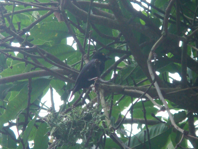 Vieillot\'s Black Weaver (Ploceus nigerrimus).jpg