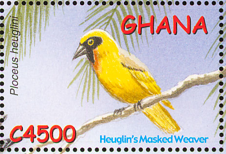 gha200204l-Heuglin\'s Masked-weaver (Ploceus heuglini).jpg