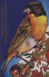 Nelicourvi Weaver (Ploceus nelicourvi).jpg