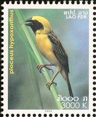lao200403l-Asian Golden Weaver (Ploceus hypoxanthus).jpg