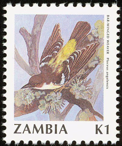 zam199104l-Bar-winged Weaver (Ploceus angolensis).jpg