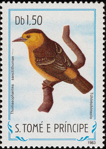 sao198303l-S??o Tom?? Weaver Ploceus sanctithomae, Sao Tome.jpg