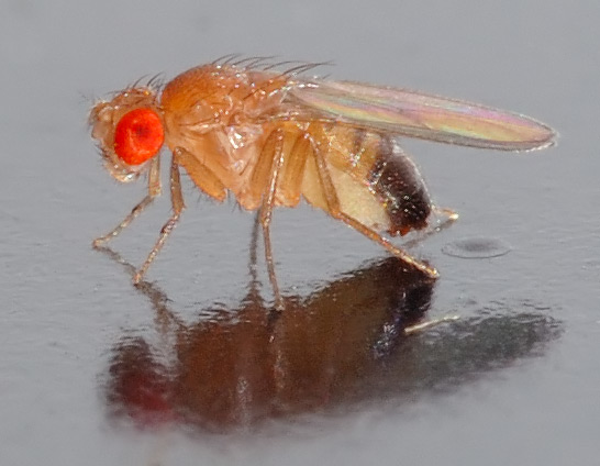 Common Fruit Fly (Drosophila melanogaster)- side (aka)-fruitfly.jpg