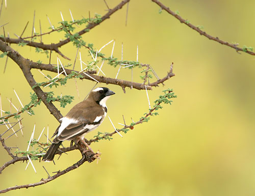 White-browed Sparrow-weaver (Plocepasser mahali) perched.jpg