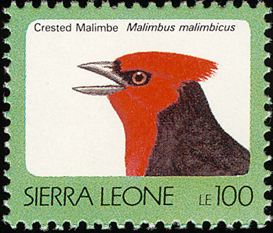 sie199224l-Crested Malimbe    Malimbus malimbicus.jpg