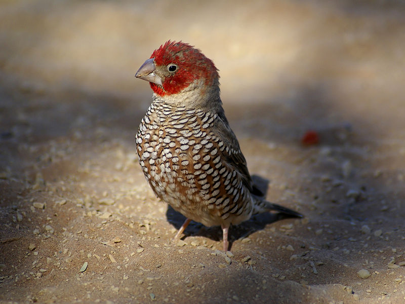 800px-Red-headed Finch (Amadina erythrocephala).jpg
