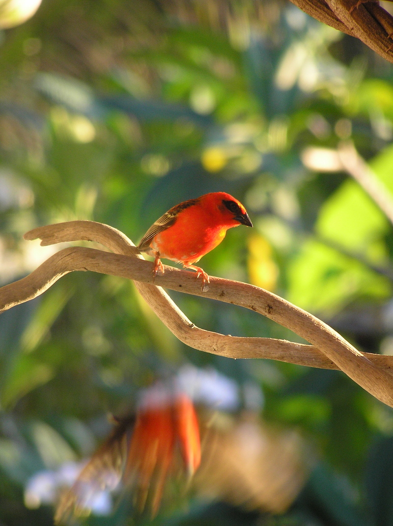Madagascar Red Cardinal Fody - Foudia madagascariensis - male.jpg
