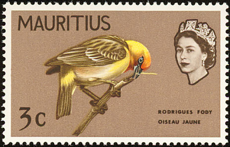 mus196502l-Rodrigues Fody (Foudia flavicans).jpg