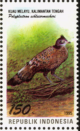 ino199503l-Bornean Peacock-pheasant (Polyplectron schleiermacheri).jpg
