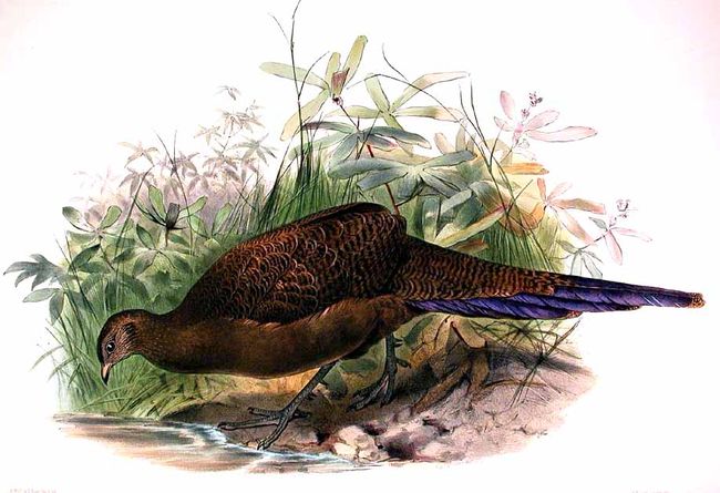 eperonnier a queue bronzee dage 0g-Sumatran or Bronze-tailed Peacock-pheasant (Polyplectron chalcurum).jpg