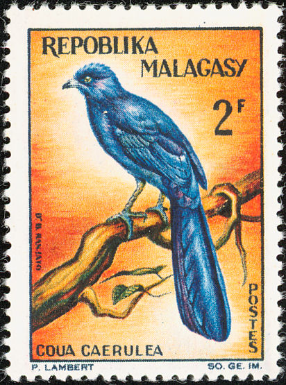 mlg196302l-Blue Coua (Coua caerulea).jpg