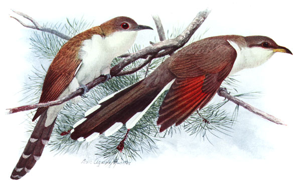 Coccyzus erythropthalmus americanus AAP058CB1-Comparison of Black-billed Cuckoo and Yellow-billed Cuckoo (Coccyzus erythropthalmus versus Coccyzus americanus).jpg
