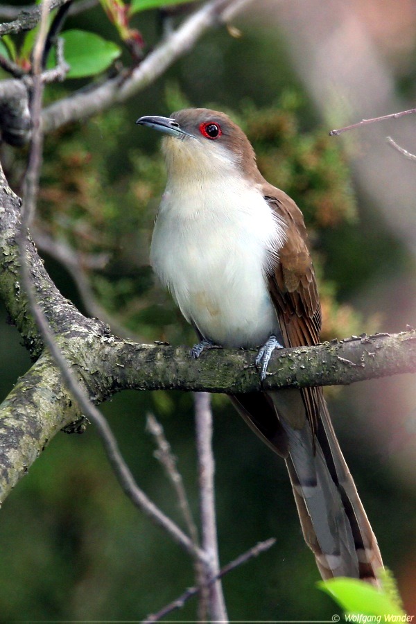 Black-billed Cuckoo (Coccyzus erythropthalmus)2.jpg