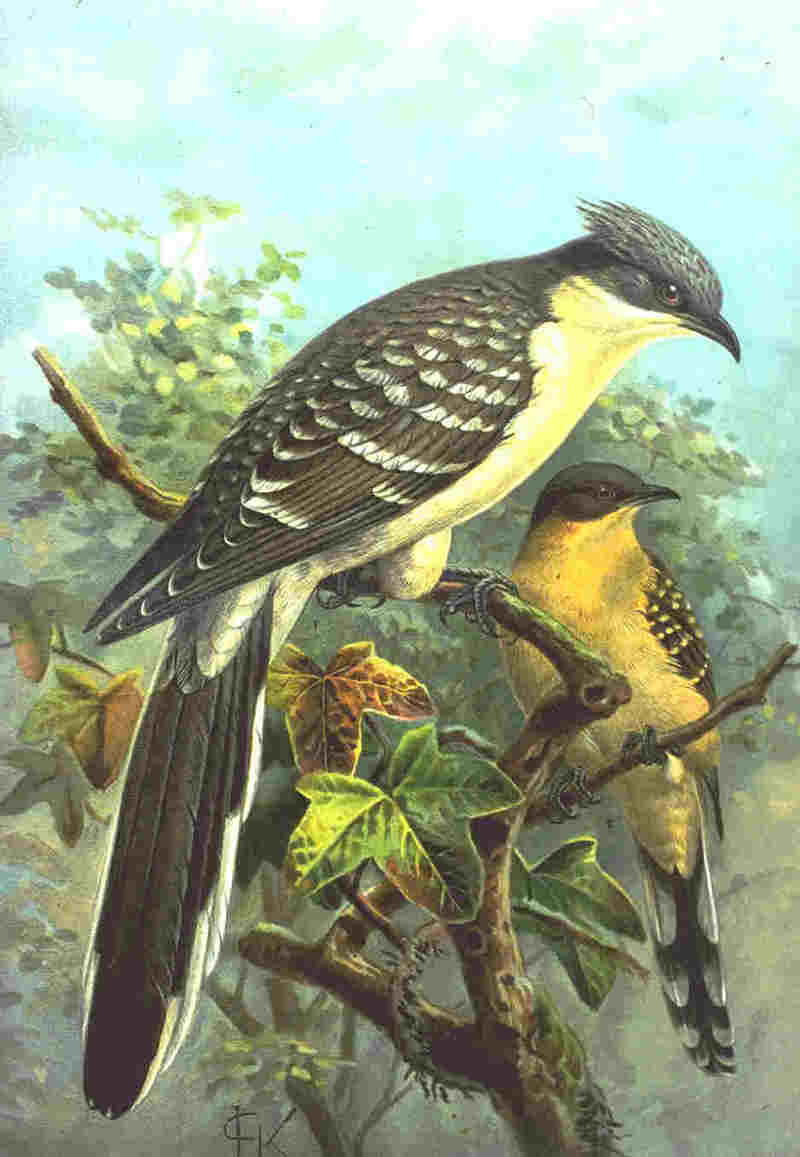 Great Spotted Cuckoo (Clamator glandarius).jpg