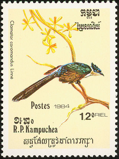 kam198405l-Chestnut-winged Cuckoo (Clamator coromandus).jpg