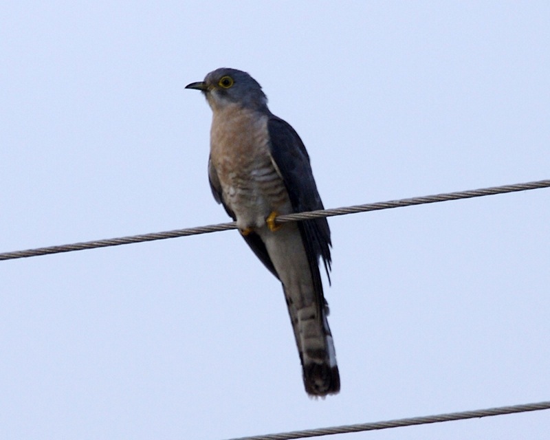 Large Hawk-cuckoo (Cuculus sparverioides).jpg