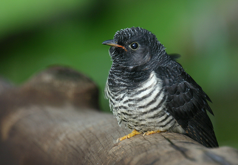 Red-chested Cuckoo (Cuculus solitarius).jpg