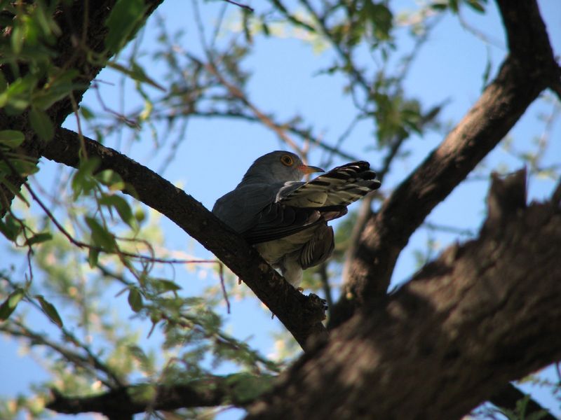 African Cuckoo (Cuculus gularis).jpg