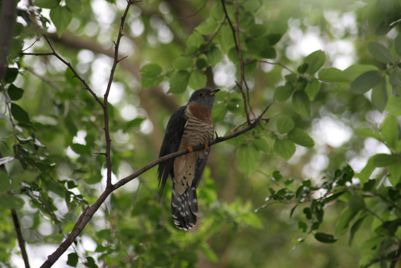Red-chested Cuckoo (Cuculus solitarius).jpg