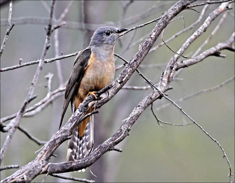 Brush Cuckoo (Cacomantis variolosus).jpg