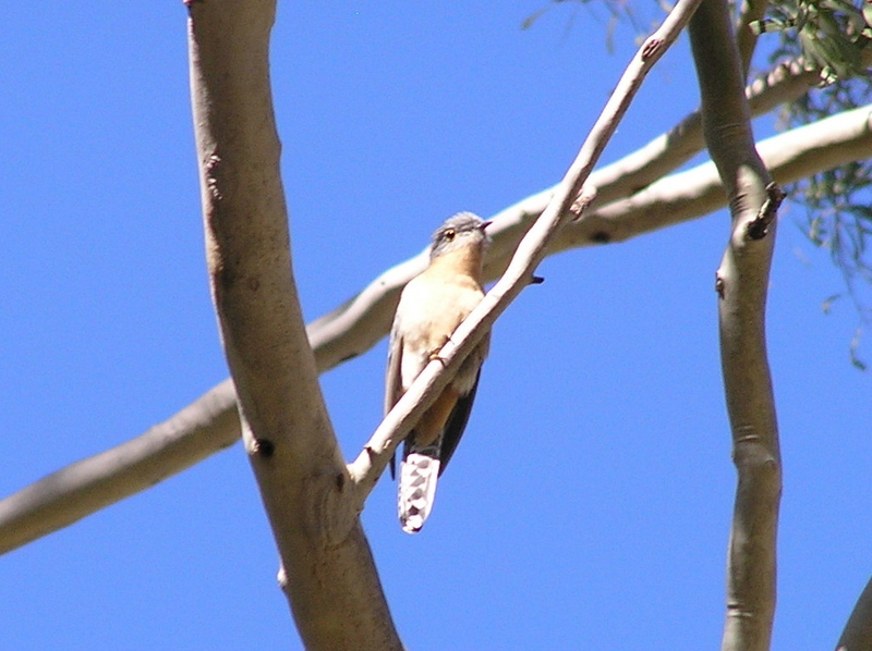 Fan-tailed Cuckoo (Cacomantis flabelliformis).jpg