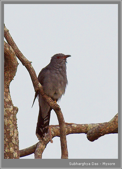 Indian Plaintive Cuckoo  or Grey-bellied Cuckoo (Cacomantis passerinus).jpg