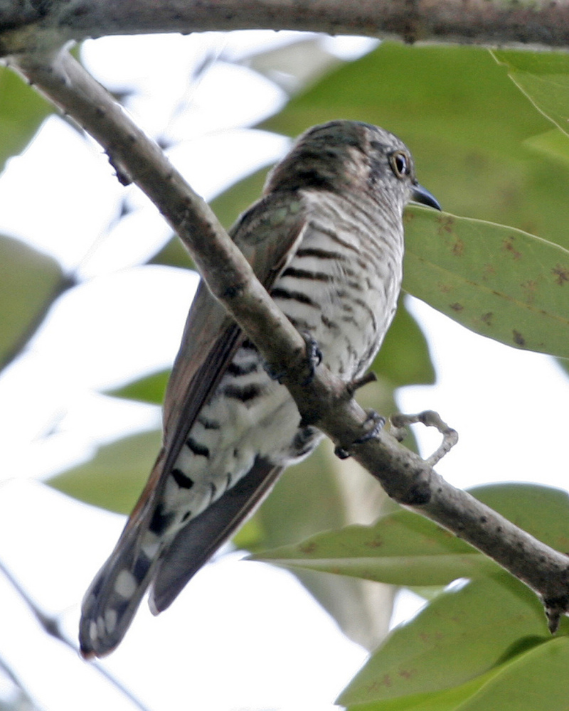 Little Bronze-Cuckoo (Chrysococcyx minutillus).jpg