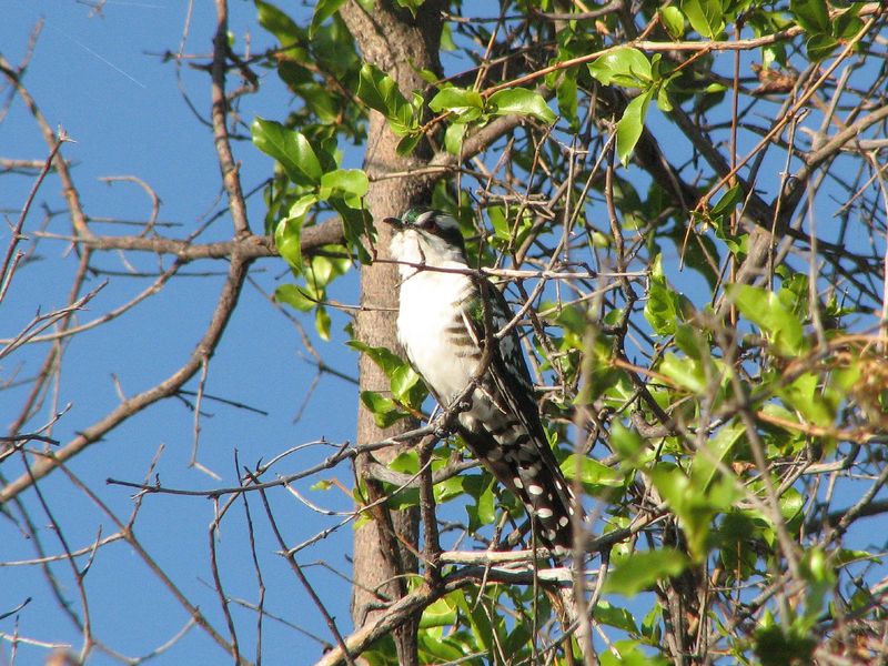 Dideric cuckoo-Didric Cuckoo (Chrysococcyx caprius).jpg