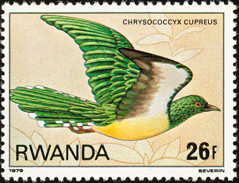 rwa198006l-African Emerald Cuckoo (Chrysococcyx cupreus).jpg