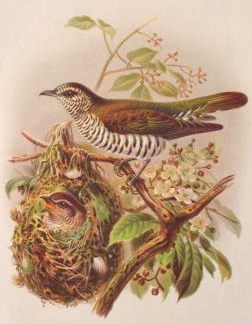 Pipiwharauroa-Shining Bronze-Cuckoo (Chrysococcyx lucidus).jpg