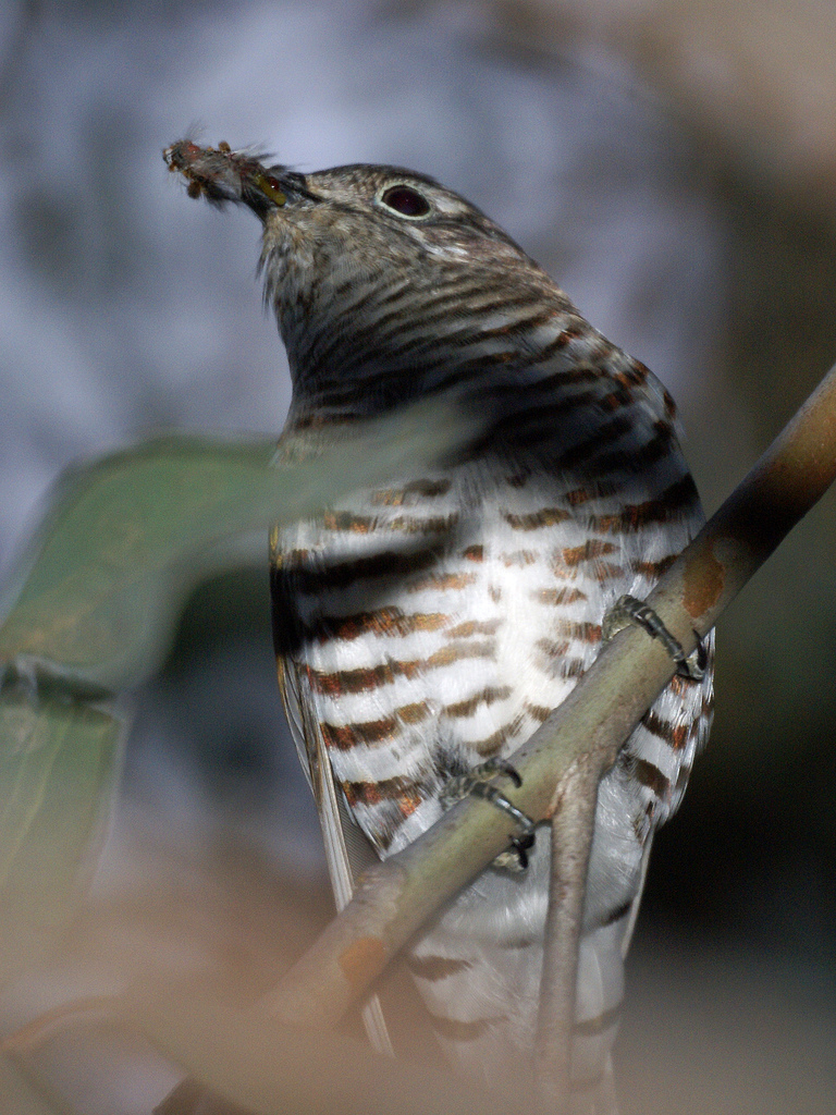 Shining Bronze-Cuckoo (Chrysococcyx lucidus).jpg