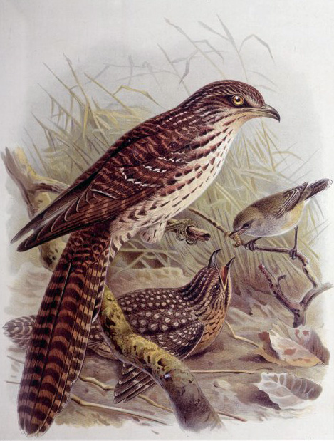 Long-tailed Koel or Cuckoo (Eudynamys taitensis) with stepmom grey warbler Gerygone igata.jpg