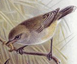Gerygone1888-Grey Warbler or Riroriro  (Gerygone igata).jpg