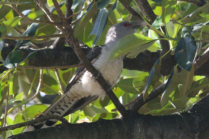 Channel-billed Cuckoo (Scythrops novaehollandiae).jpg