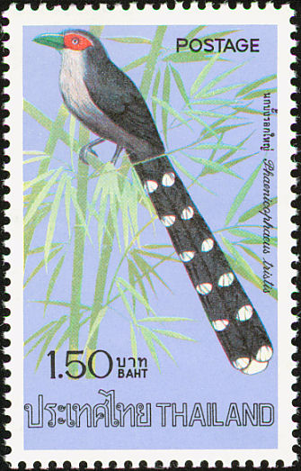 tha197602l-Green-billed Malkoha (Phaenicophaeus tristis).jpg