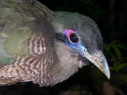 dn11264-2 500-Sumatran Ground-cuckoo (Carpococcyx viridis).jpg