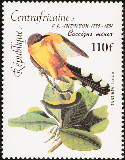 cen198502l-Mangrove Cuckoo (Coccyzus minor).jpg