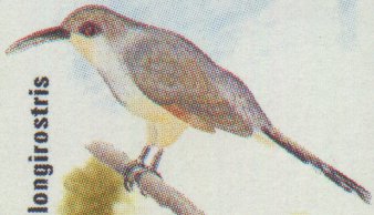 1974063-Hispaniolan Lizard-cuckoo (Saurothera longirostris).jpg